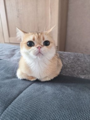 Друзья, сегодня в первый день весны в России отмечается День кошек