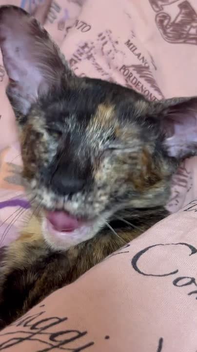 Сегодня День кошек!. Снижение уровня кортизола после общения с кошкой сохраняется до часа, сообщил доцент кафедры "Химия и биотехнология" ПНИПУ Сергей Солодников в преддверии отмечаемого 1 марта Дня кошек