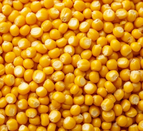 Из Курской области отправлено на экспорт 10 тысяч тонн кукурузы