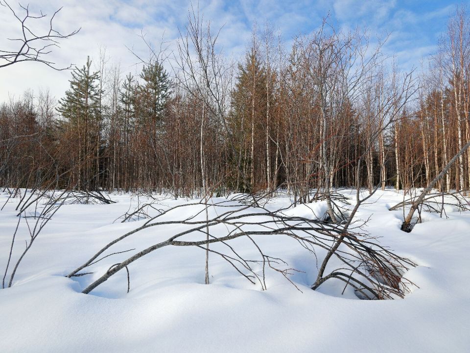 ������ ����, ����������� �����!