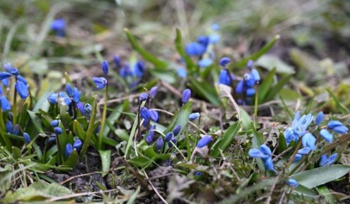 В Курске среди сугробов распустились первые подснежники