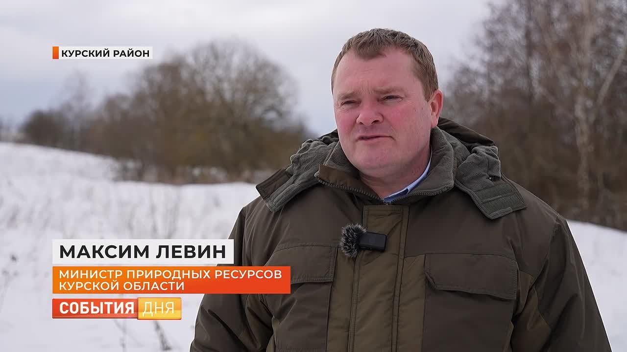 В Курском районе жители стали чаще встречать лис