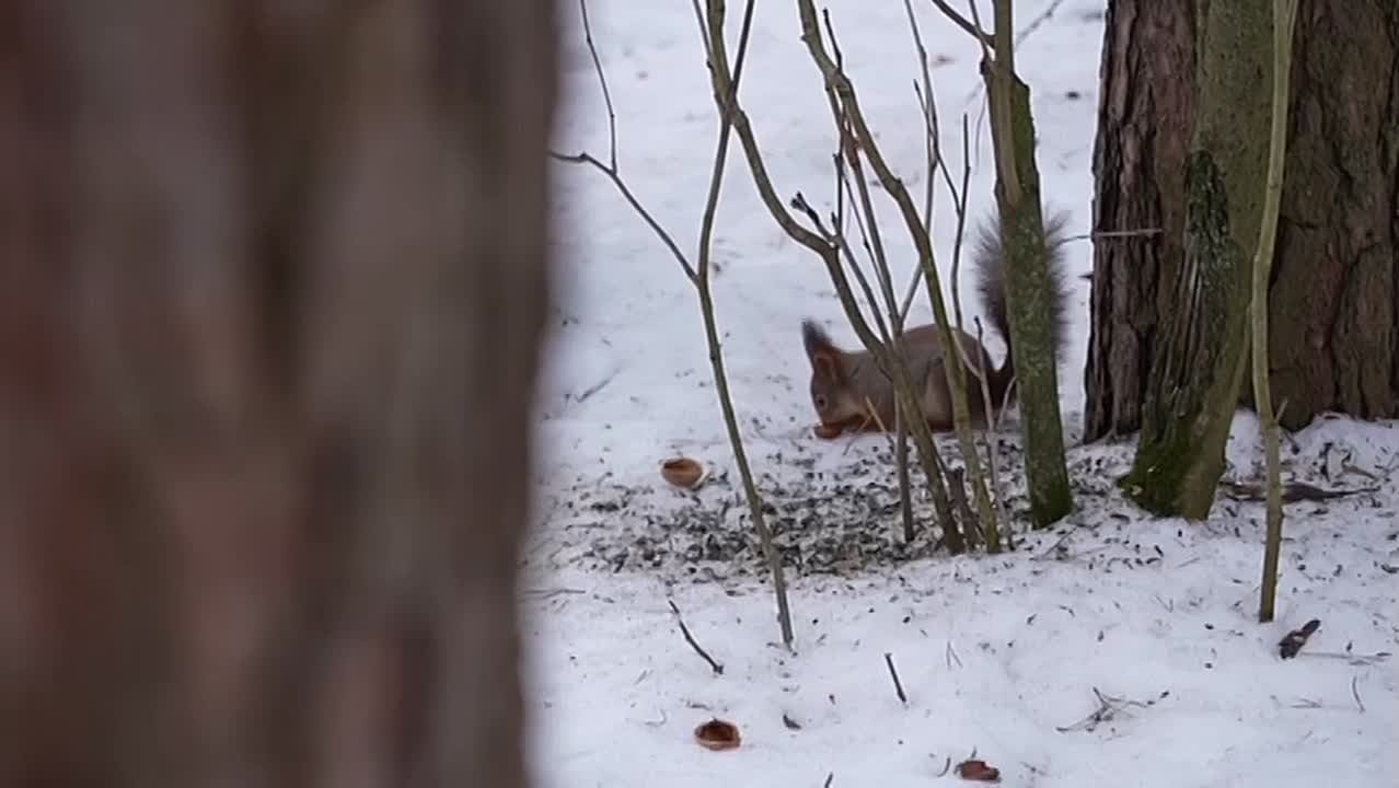 #КадрДня. Зачем сотрудники Минприроды подкармливают лесных обитателей? Кого из диких зверей можно встретить в Курской области? А кто и вовсе уже почувствовал весну и греется в первых лучах мартовского солнца? Расскажем в...