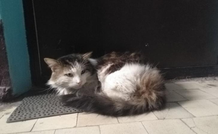 Курские депутаты хотят разрешить полиции расследовать нарушения содержания животных