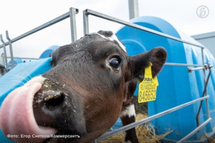 Ферма в Курской области пострадала из-за атак ВСУ