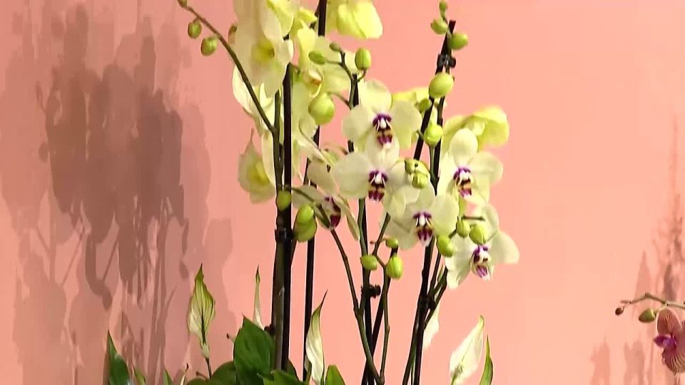 �����������. ����� ����� �������� � ���� ������ � ����� � ��������� ���������� ����������