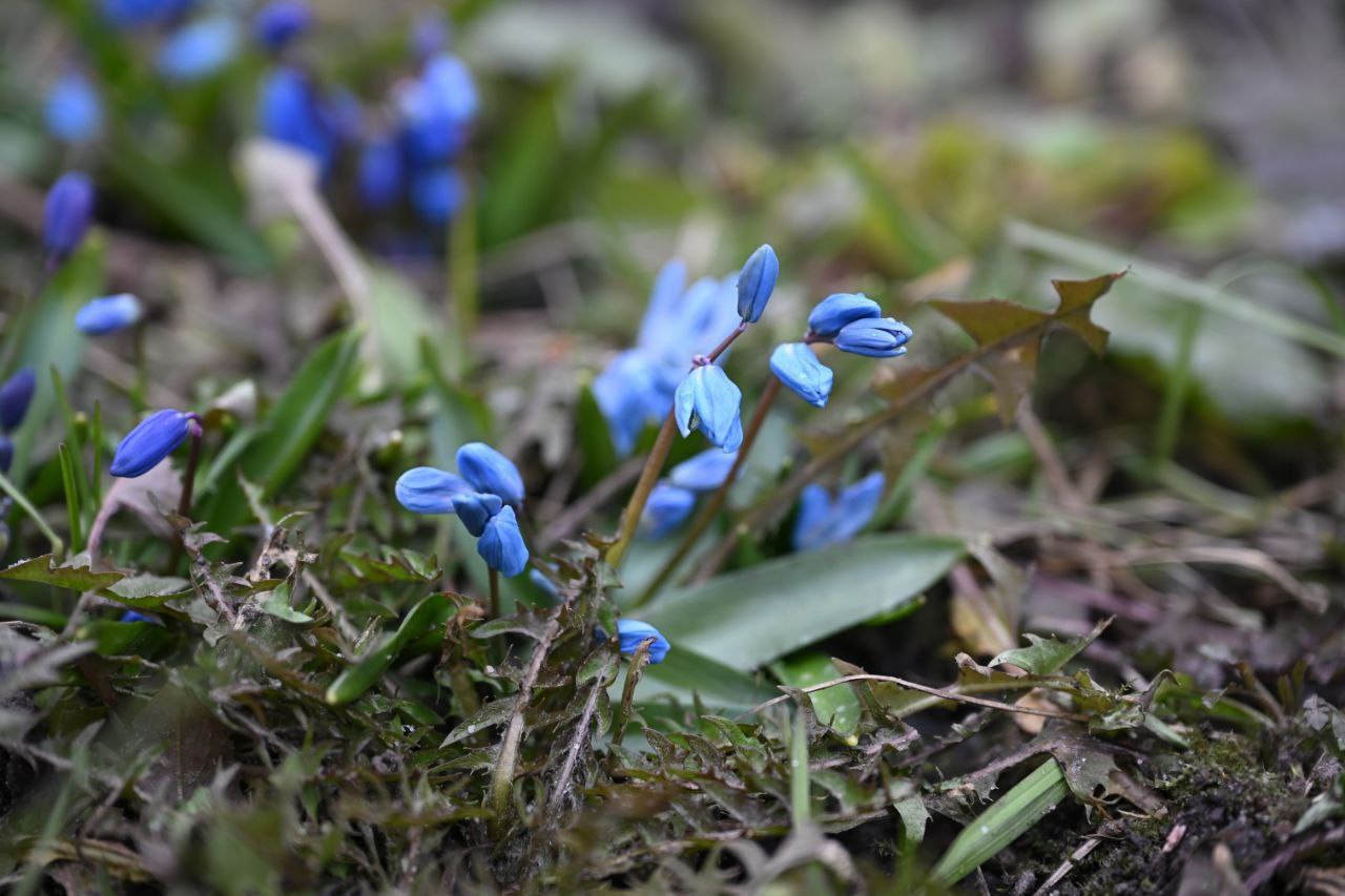 В Курской области 10 марта обещают до 12 градусов тепла