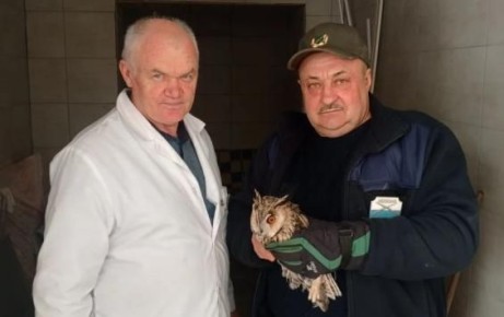 В Курске спасли молодую ушастую сову у жилого дома