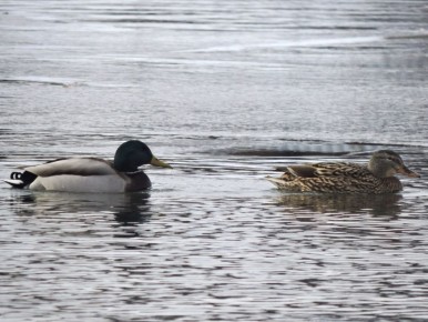 �������� ����� ������ �� ����� � ����� ������