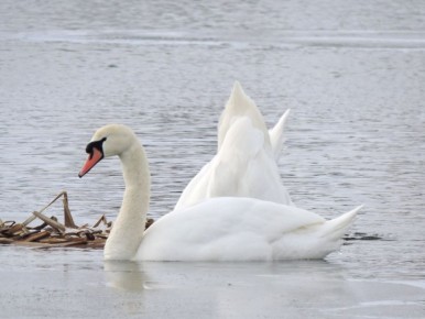 ������ �������� �� ����� ������ �������� ����