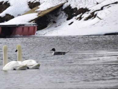 Куряне заметили на Сейме редких северных уток и тундрового гуся