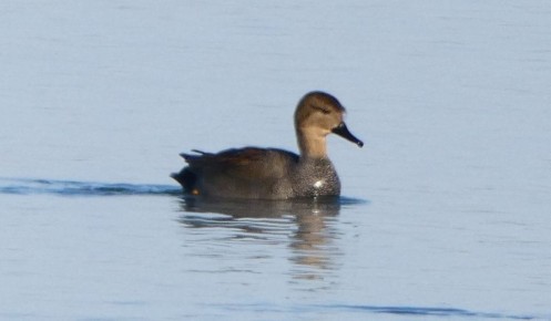 � ������� ������� ����� ��������� 113 ����� ����