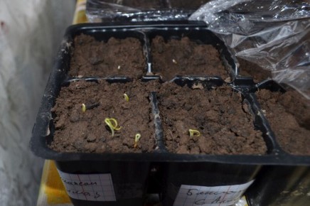 ��� ������������� ����������� ������� ������� � �����: ������ �� �����