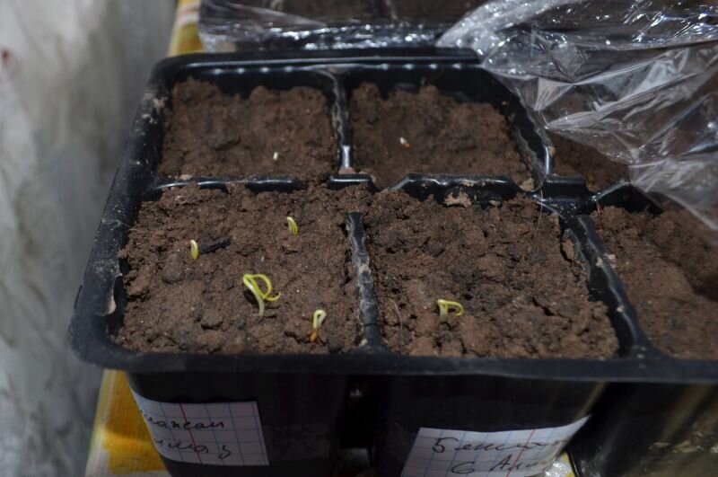 Как предотвратить вытягивание рассады томатов и перца: советы по уходу