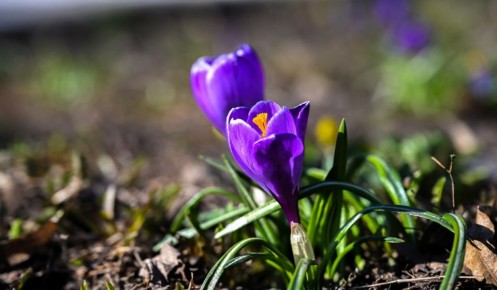 В Курской области ночью 16 марта ожидается похолодание до -5 градусов