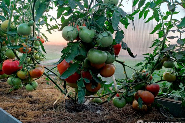 Томат Красная гвардия: секреты успешного выращивания
