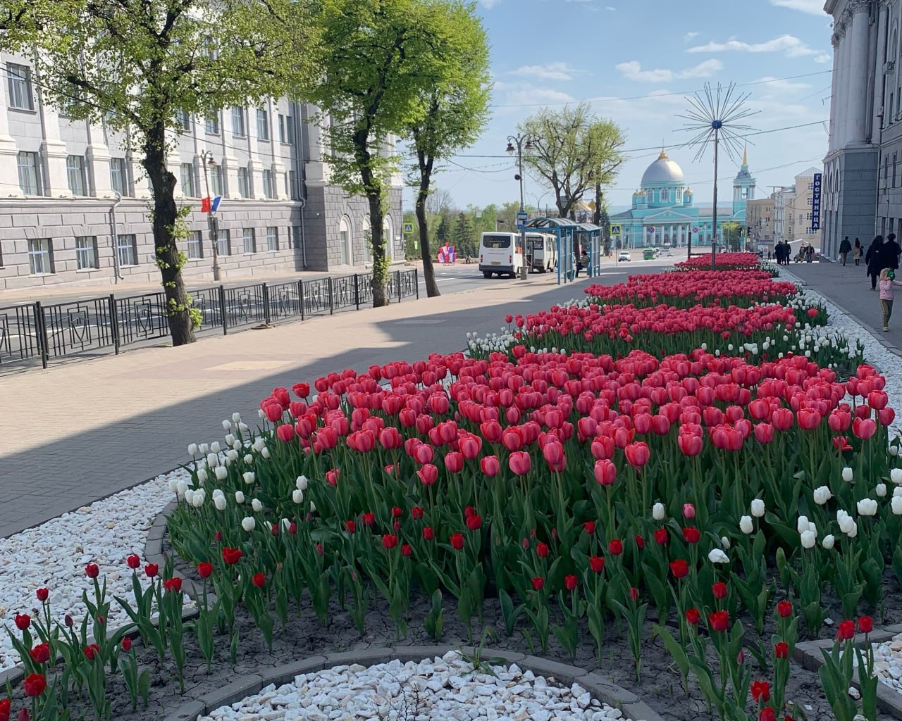 «Погоня за модой»: в Курске консорциум озеленителей нашел проблемы с деревьями