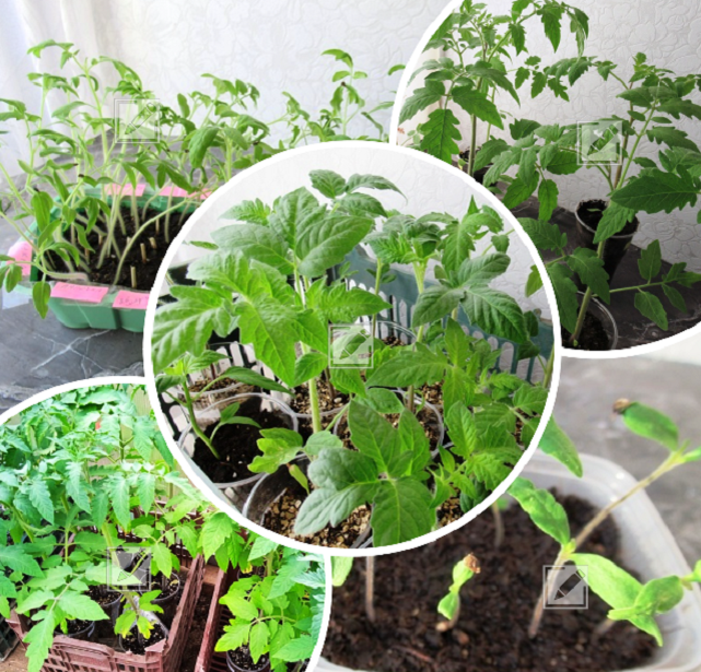 Как вырастить крепкую рассаду томатов: 5 секретов успеха
