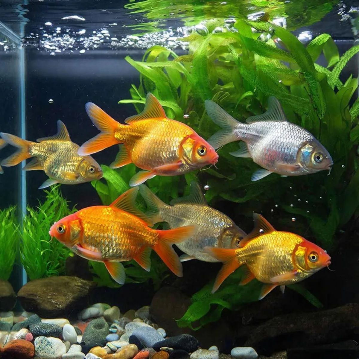 Повар в Курске поскользнулся на воде из аквариума и отсудил у работодателя 70 тысяч