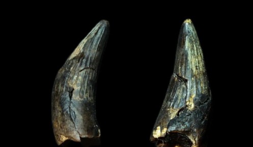 В музее археологии откроется выставка «Доисторические хищники «Курского моря»