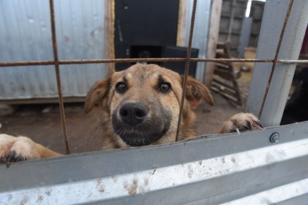 Куряне могут бесплатно привить питомцев от бешенства