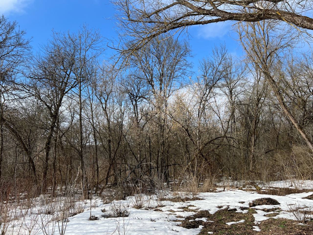 «Парк Альпак» на «Боевой даче» перенесут вглубь парка