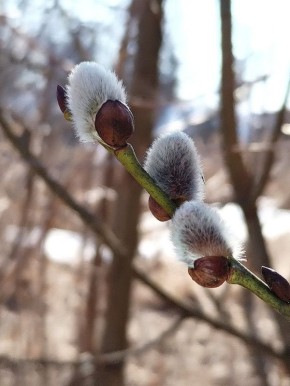 Доброе утро!. Пусть вашу душу трогает весна
