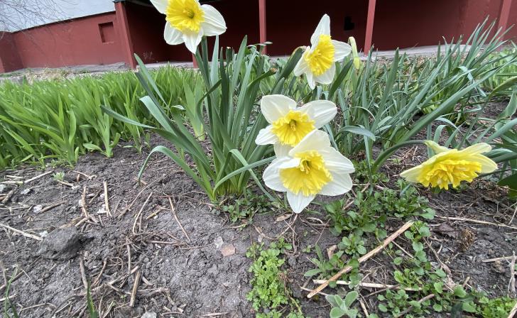 Курян планируют привлечь к озеленению природных парков