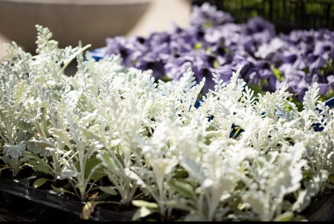 Комитет городского хозяйства находится в поисках подрядчика для озеленения города