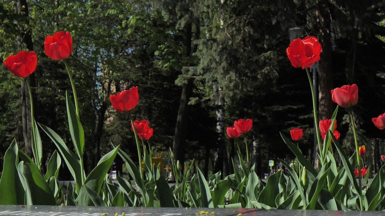 В Курске в парке «Патриот» высадят тюльпаны