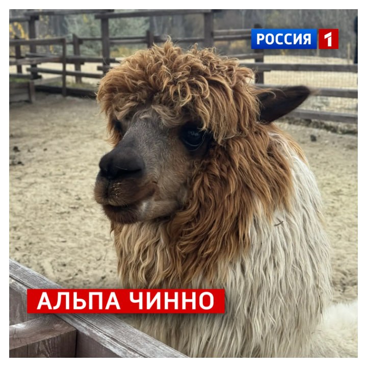 23 марта, понедельник. Кто-то в воскресенье гулял на Боевке, а кто-то обсуждал судьбу альпак