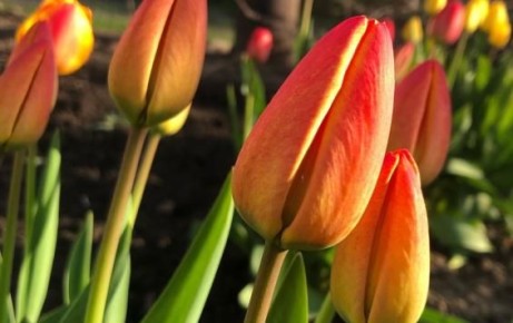 В Курске на проспекте Победы до майских праздников высадят тюльпаны