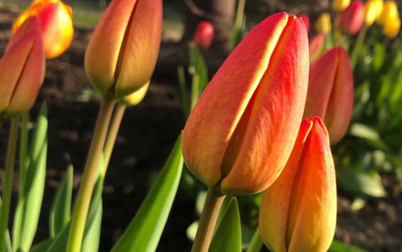 В Курске на проспекте Победы до майских праздников высадят тюльпаны