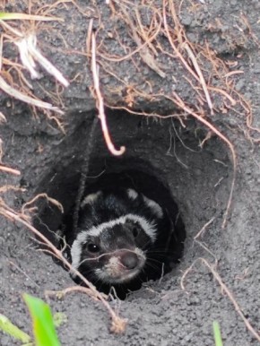 � ������� ������� ��������� ������ �����