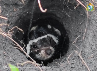 � ������� ������� ������� ���������� ����������� ��� ������� ������������ ���������