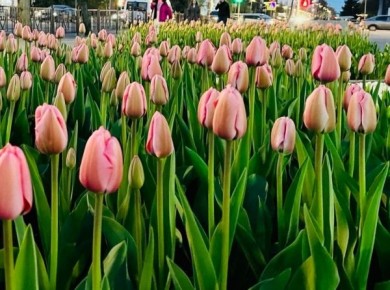 Железногорск готов заплатить за озеленение 39,6 миллиона рублей