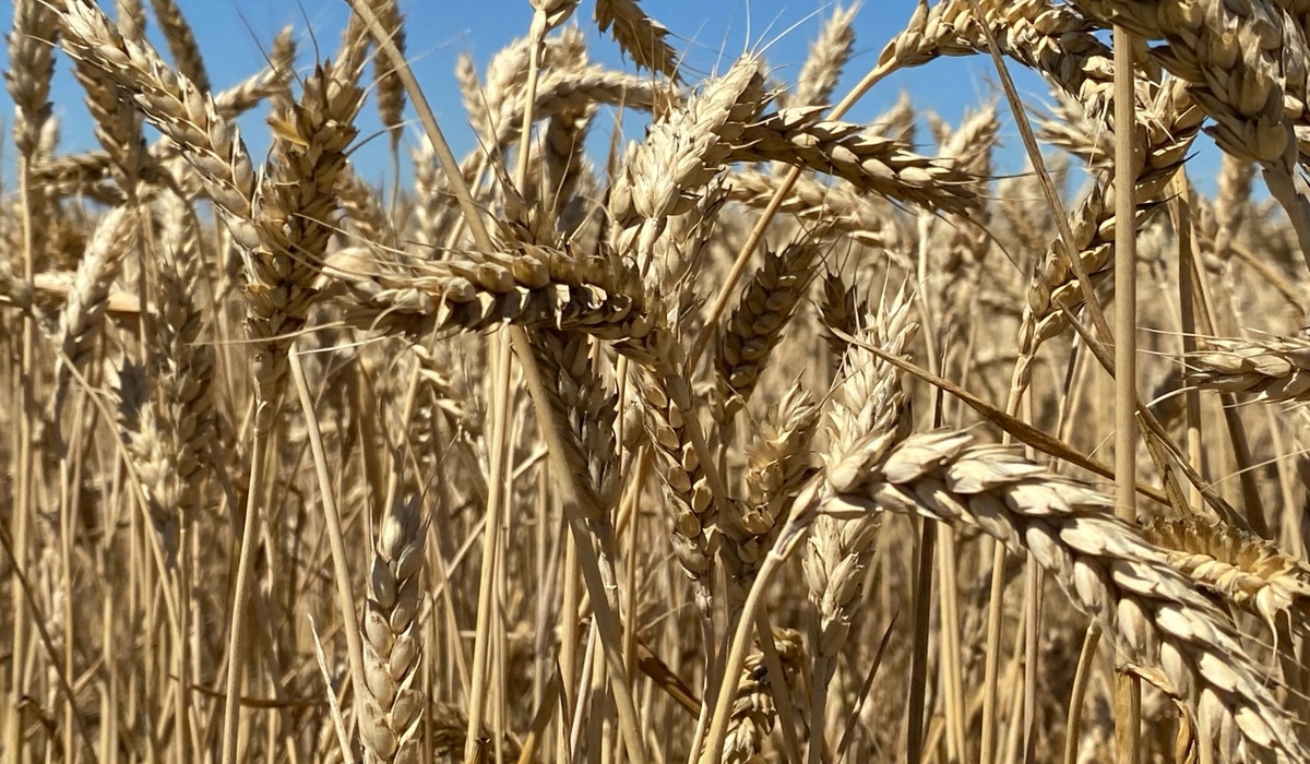 Курская область экспортировала зерно на 13,8 млн долларов