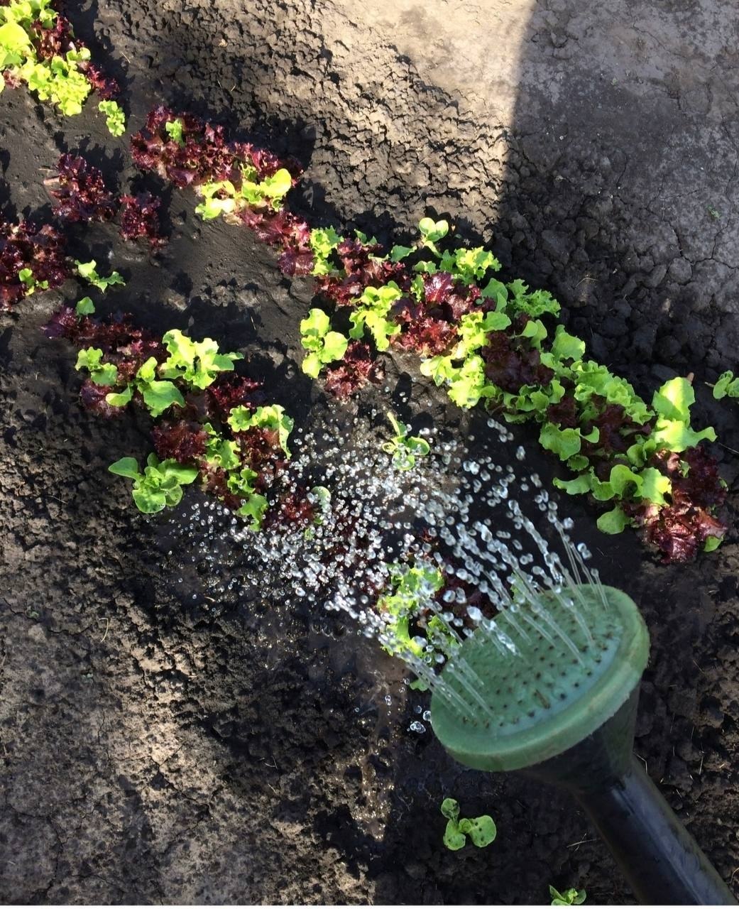 Курян будут штрафовать за сорняки и мусор на прилегающей территории