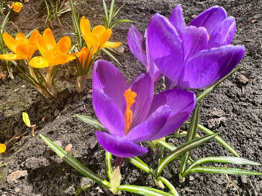 В Курской области 30 марта ожидается до +16 градусов