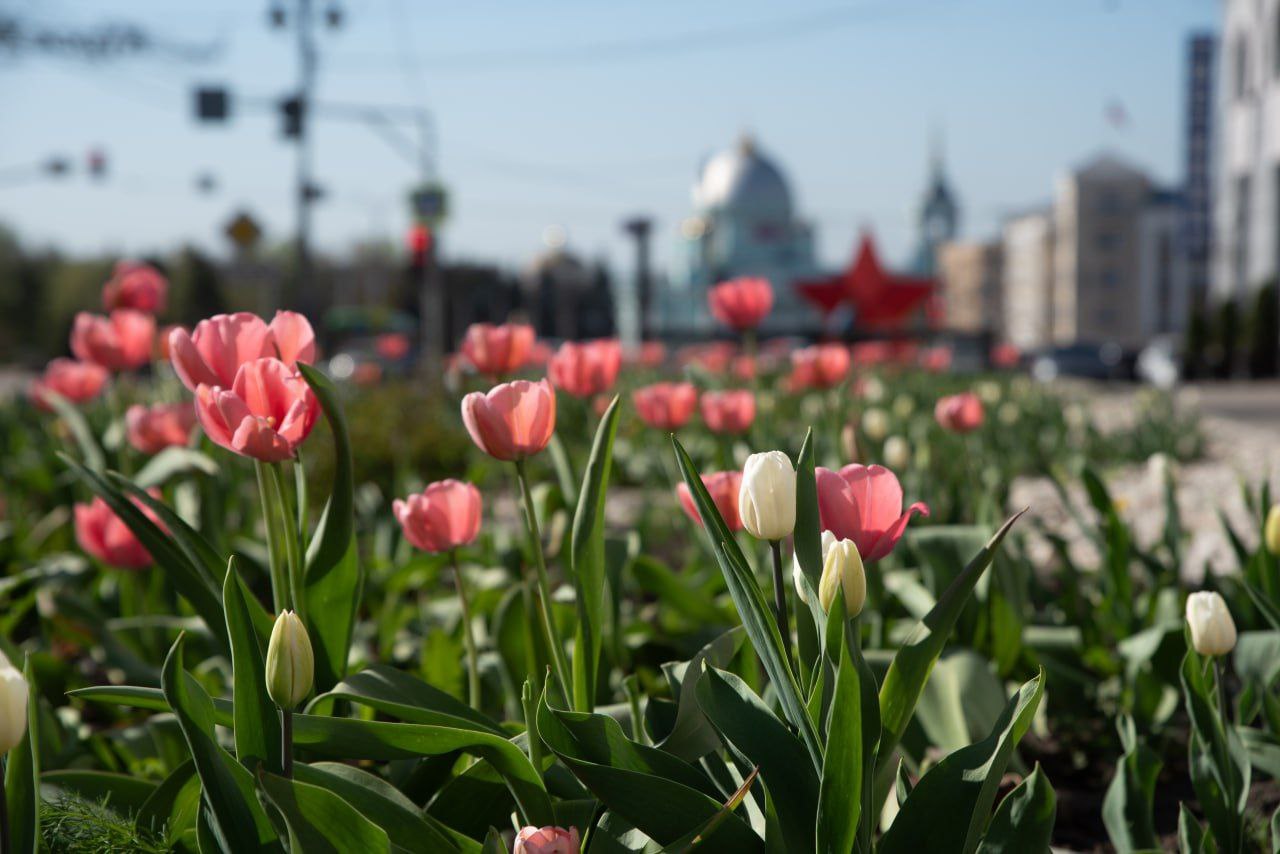 Курск украсят цветами к майским праздникам