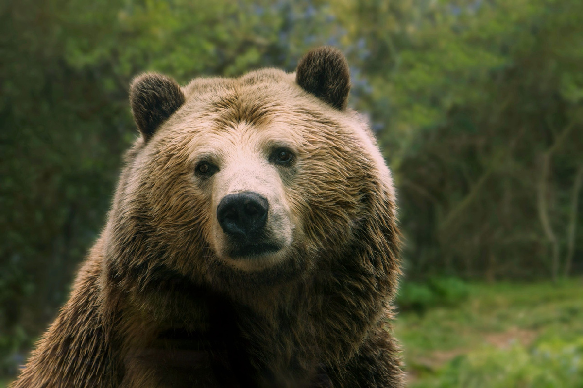 Госдума обсуждает законопроект, угрожающий уникальным заповедникам России