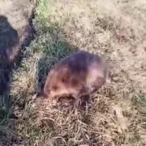 В Курской области спасли заблудившегося бобра