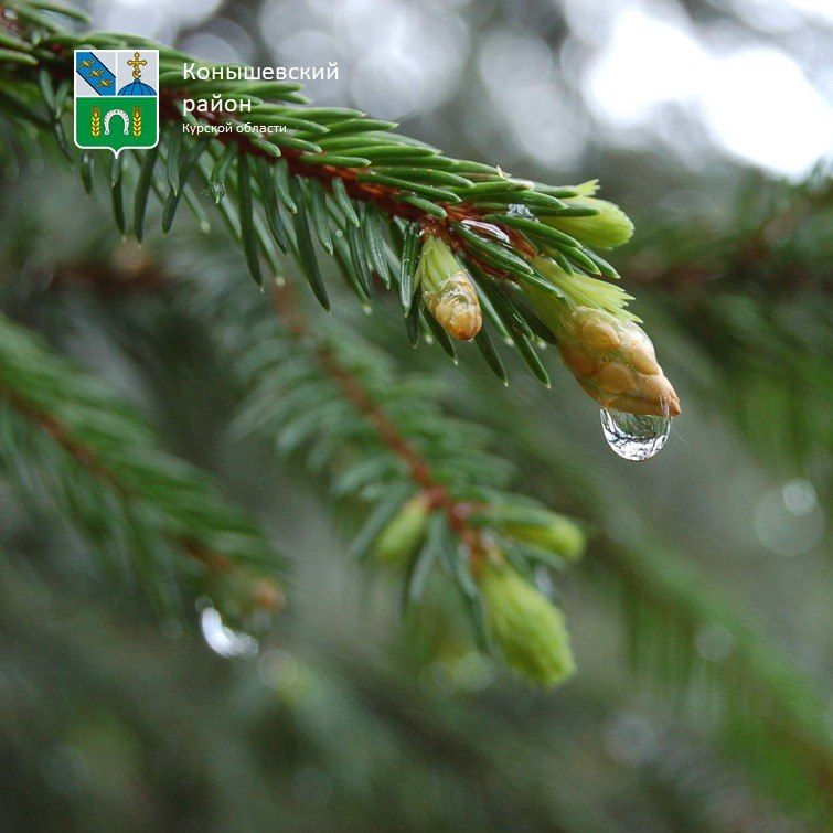 Доброе утро!. Сегодня нас ждёт пасмурная погода, +14°C в светлое время суток, дождь, ночью +7°C
