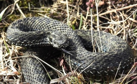 � ������ ����� ���� ���������� ������� ������