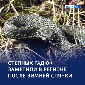 «Серые тени» степи: проснулись степные гадюки