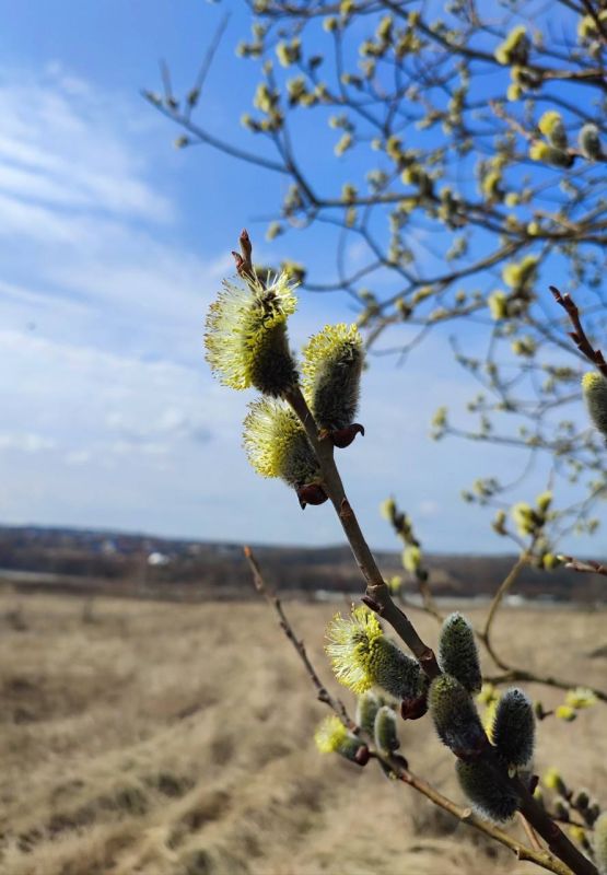 Доброе утро!. Сегодня, в четверг, 2 апреля, по прогнозу регионального отделения МЧС, в Курской области облачно с прояснениями