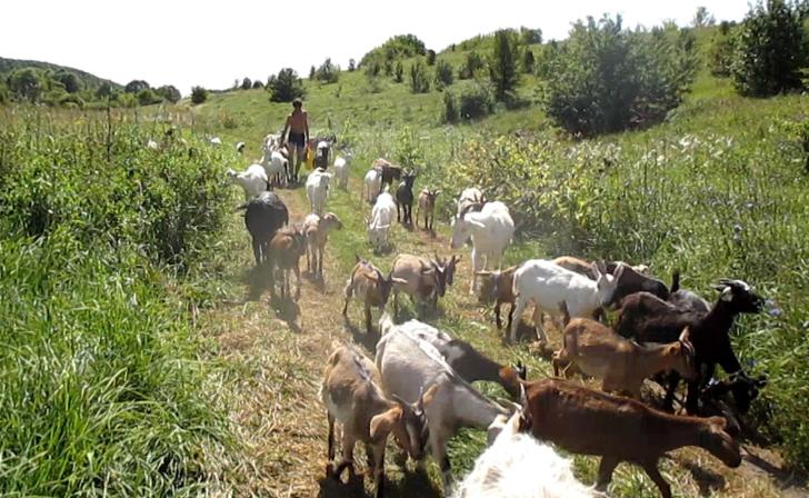 В Курске повысили штрафы за бурьян и выпас сельхозживотных