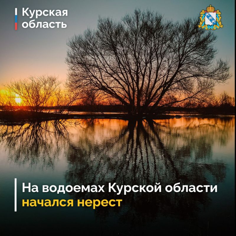 Нерест проходит на всех водоемах Курской области с 1 апреля по 10 июня, с 22 марта по 1 июня – на Курчатовском водохранилище