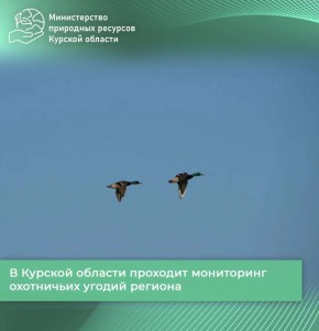 В Курской области проходит мониторинг охотничьих угодий региона