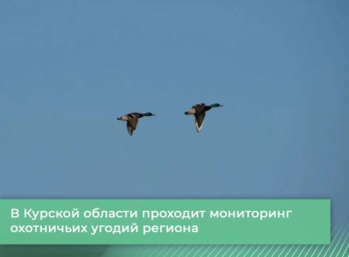 В Курской области усилили ветеринарный мониторинг диких птиц в период миграции